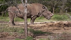V Africe nedávno uhynul Suni, nosoroc bílých severních tak na svt ije u jen pouhých est.