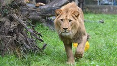 Lev berberský v královédvorské zoo.