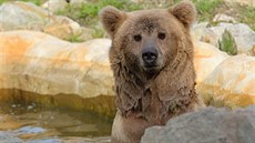 Hlubocká zoo by Altajovi ráda sehnala i samiku.