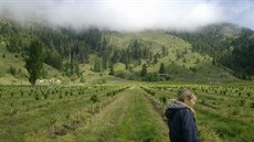 Jen letos bylo na třešňové farmě vysazeno sedmdesát tisíc nových stromků. Jen letos bylo na třešňové farmě vysazeno sedmdesát tisíc nových stromků.