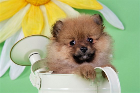 Pomeranian je malý veselý pejsek, který je dokonalým spoleníkem.