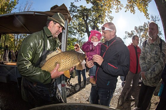 Výlov Munického rybníku u Hluboké nad Vltavou.