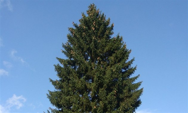 Vánoní strom pro Prahu pochází z okolí Nespek u Beneova.