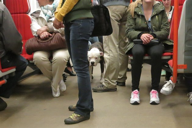 Pes v metru