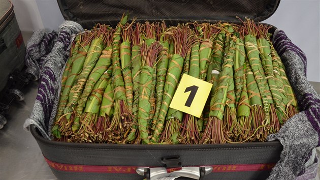 Celnci v kufrech Nizozemce nali jednaticet kilogram vhonk rostliny katy.