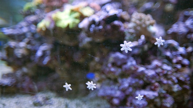Malé hvzdice na stnách akvária