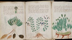 Vojniv rukopis obsahuje i kresby rostlin, které v dotyné dob nemohly v...