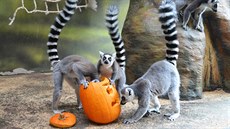 Týden duchů v Zoo Dvůr Králové. (25. 10. - 2. 11. 2014) Týden duchů v Zoo Dvůr Králové. (25. 10. - 2. 11. 2014)