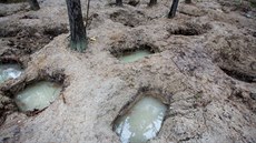 Hledači vltavínů plundrují další les. Tentokrát u Byňova na Novohradsku Hledači vltavínů plundrují další les. Tentokrát u Byňova na Novohradsku
