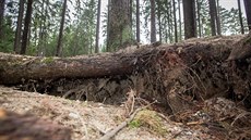 Hledai vltavín plundrují dalí les. Tentokrát u Byova na Novohradsku