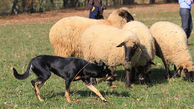 Pasení pomocí upřeného pohledu, typický pro kelpie a border kolie. Kelpie Apanie Smart Working, majitelka Veronika Otýpková