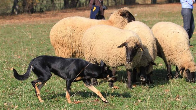 Pasen pomoc upenho pohledu, typick pro kelpie a border kolie.  Kelpie Apanie Smart Working, majitelka Veronika Otpkov