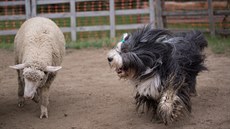 Naopak ostatní plemena pouívají k pasení dynamiku a tkání. Bearded kolie Dol...