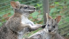 Zoologická zahrada drazn upozoruje návtvníky, aby nekrmili zvíata.