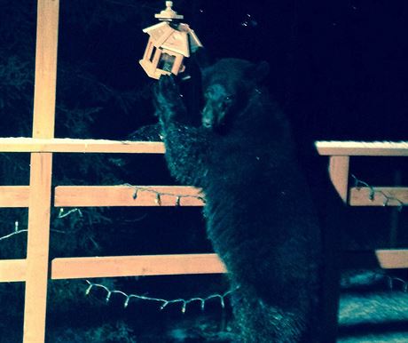 Bruce Batten vyfotil 7. listopadu 2014 medvda, který se krmil sypáním pro...