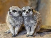 Mláata surikat se narodila v íjnu letoního roku a daí se jim velmi dobe.