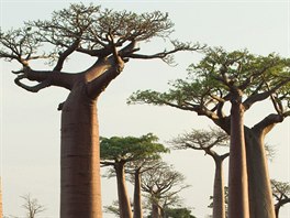 Africké baobaby. Prominentní skupina baobab lemuje cestu v regionu Menabe na...