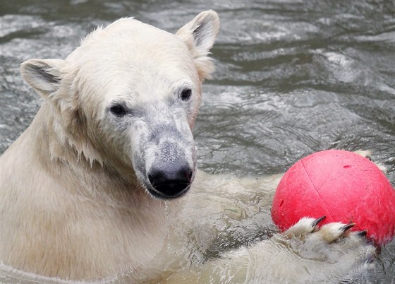 Brnnská zoo se má ím pochlubit, napíklad ledním medvdem Nanukem, horí je to se zaparkováním ped jejím areálem.