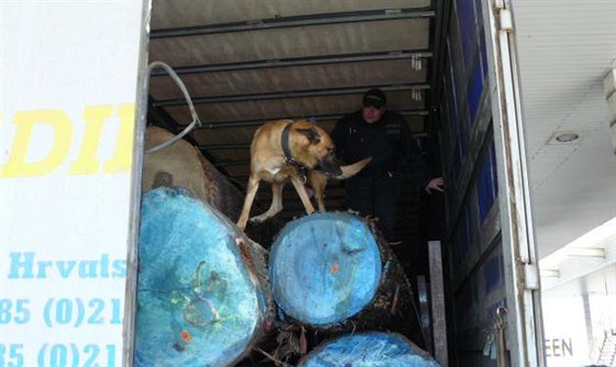 Pi odhalování nelegálních migrant pomáhají eským policistm i psi.