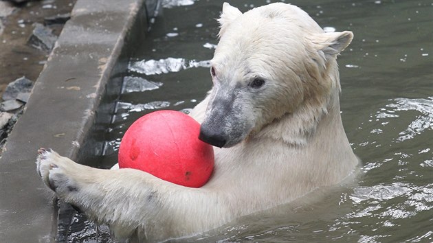 Medvd Nanuk slav v brnnsk zoo druh narozeniny.