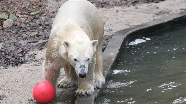 Medvd Nanuk slav v brnnsk zoo druh narozeniny.