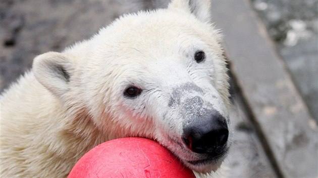 Medvd Nanuk slav v brnnsk zoo druh narozeniny.