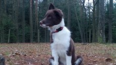 Štěně Annie. Štěně Annie.