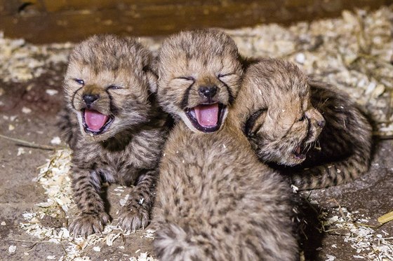 V praské zoologické zahrad se narodila gepardí tyata (na snímku jsou ti z...