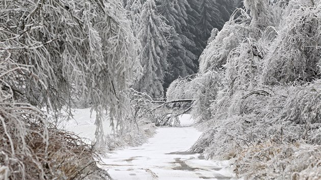 Tk ledov nmraza lmala vtve i cel stromy u Novho Msta na Morav. (2....