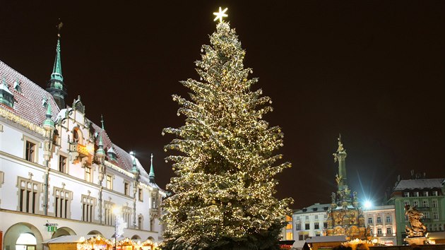 Vnon strom v centru Olomouce