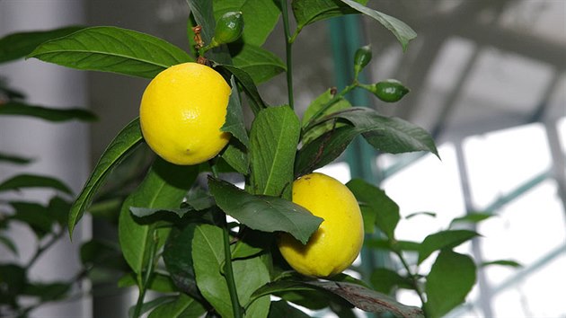 Citrony vypstovan v botanick zahrad jsou pr chutnj a slad ne ty ze supermarketu. Nvtvnci je vak neokus.