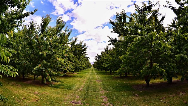 Jacksons orchards - teov alej thnouc se do nekonena