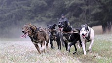 Vít Kolátor v tréninku zapřahá až devatenáct psů. Lídry bývají ti nejchytřejší. Vít Kolátor v tréninku zapřahá až devatenáct psů. Lídry bývají ti nejchytřejší.