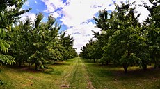 Jacksons orchards - teová alej táhnoucí se do nekonena