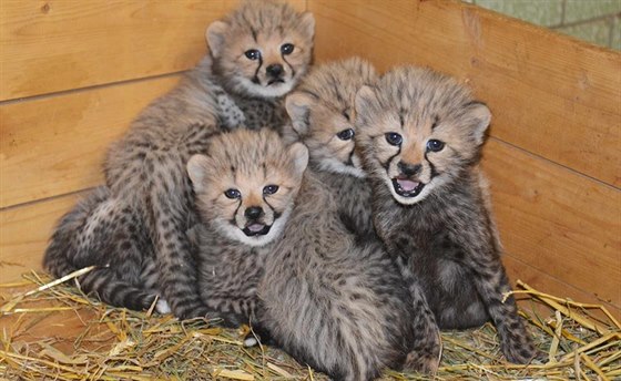 V íjnu 2014 se narodila gepardí paterata. Samice Darili se o n vzorn stará...