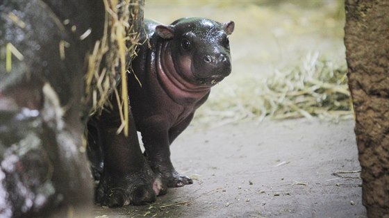 Návtvníci plzeské zoologické zahrady u mohou vidt mlád hroíka...