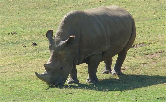 Vzácný severní bílý nosoroec Angalifu v zoologické zahrad v kalifornském San...