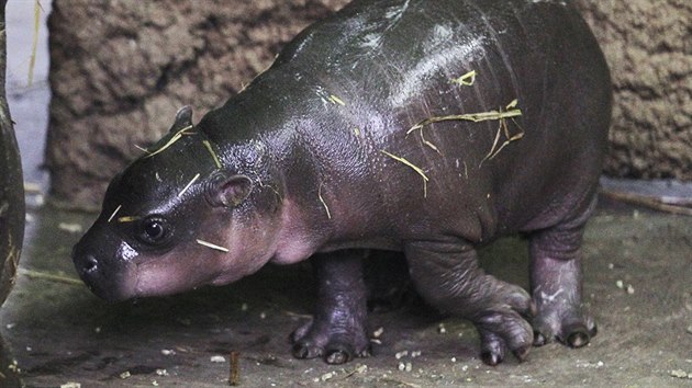 Nvtvnci plzesk zoologick zahrady u mohou vidt mld hroka liberijskho. Mal samice jsou ti tdny.