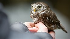 Kulíšek nejmenší se vrátil do volné přírody ze Stanice handicapovaných zvířat v... Kulíšek nejmenší se vrátil do volné přírody ze Stanice handicapovaných zvířat v...