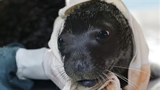 PLAVKYNĚ. Roční samička tuleně středomořského si užívá láskyplnou péči v... PLAVKYNĚ. Roční samička tuleně středomořského si užívá láskyplnou péči v...