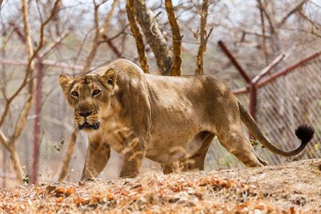 Samice lva indického v Zoo Sakkarbaug