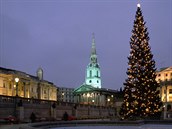 Londn, vnon strom na Trafalgar Square