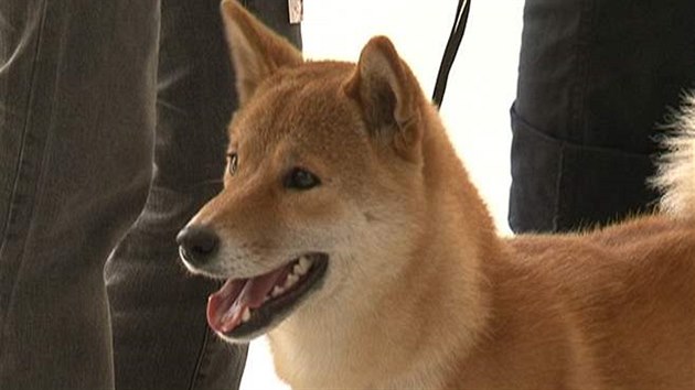 Shiba - Inu