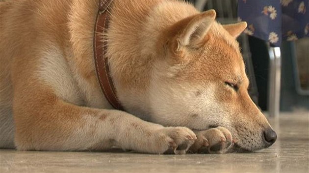 Shiba - Inu