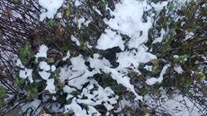 I v lednu lze pod snhem sklízet namrzlé lísteky máty na zimní mátový aj.  