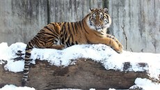 Exotická zvířata si užívají čerstvě napadaného sněhu a krásného počasí v... Exotická zvířata si užívají čerstvě napadaného sněhu a krásného počasí v...
