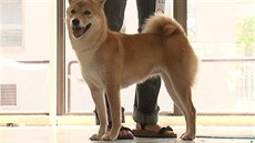 Shiba - Inu