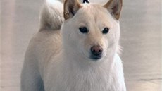 Shiba - Inu