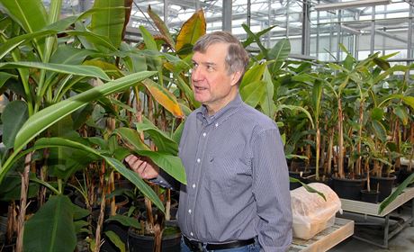 Rozmazlované banánovníky v olomouckém skleníku s Jaroslavem Doleelem