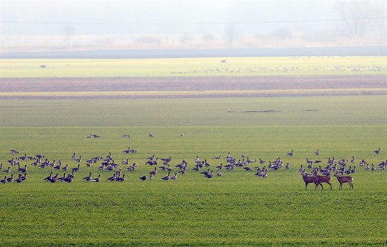 Ornitologové sítali o víkendu vodní ptáky v okolí Dyje. (18. ledna 2015)